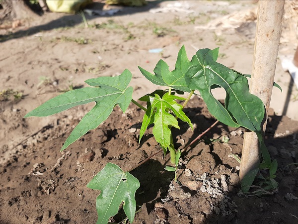 green journey , local NGO