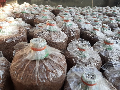 green journey,local ngo